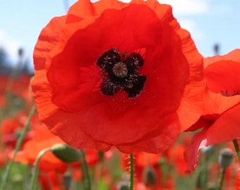 5000 Red Poppy Seeds – Flanders Poppy, Wildflower Garden (Pictorial Packet)