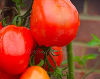 PLUM TOMATO - Red Roma Seeds in Pictorial Packet With Growing Instructions - 20 Seeds Sent Next Business Day - Free Post