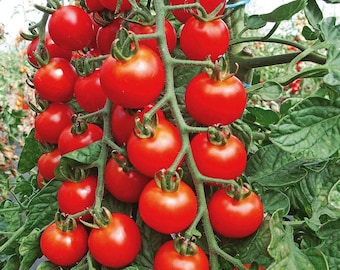 Rubinka Cherry Tomato Seeds - Sweet, High Yielding (30 Seeds)