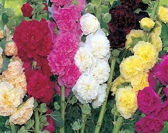 100 Hollyhock Seeds - Summer Carnival Mix, Cottage Garden Favorite