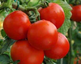 MONEYMAKER TOMATO x 30 seeds - Juicy Cherry Tomatoes - Pictorial Packet - Free Next Day Dispatch
