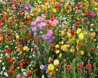 2000 Wildflower Summer Seeds – Colorful Pollinator-Friendly Flower Mix