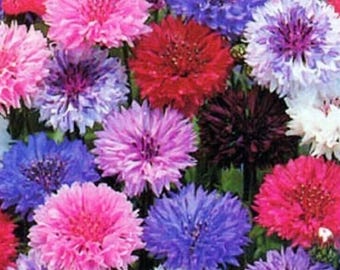 Mixed Cornflower Seeds - Pink, Purple, White (200 Seeds)