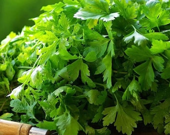 ORGANIC PARSLEY - Italian Giant Leaf - 500 Organic Seeds - Herb Indoor or Outdoor
