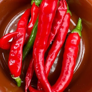 Hot Pepper Cayenne Capsicum Pepper 10 Premium Seeds *FREE POST*