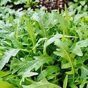 May include: A close-up of a bunch of fresh green rocket leaves.
