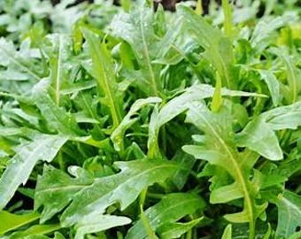 ROCKET - Arugula Salad - Herb (2000 seeds) Sent in Pictorial Packet With Growing Instructions