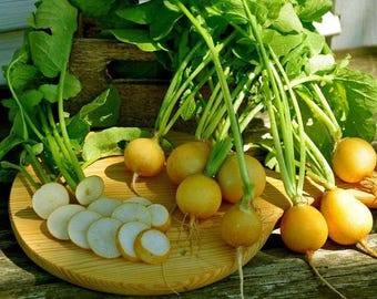 Polish Radish Zlata Gold 250 Seeds - Sent in Pictorial Packet with Growing Instructions