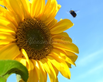 GIANT SUNFLOWER-Easy Grow-Single Flower-12-14ft Tall-Fast Growing x 20 Seeds