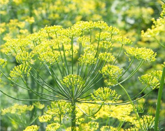 Fennel Herb (Foeniculum Vulgare - Common)  230 Seeds Dispatched Free Post Next Business Day