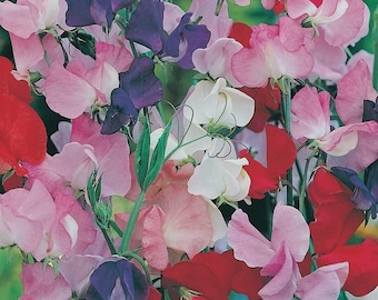 Sweet Pea Seeds | Mixed Fragrances | Sweet Peas in Pictorial Packet | Free Post