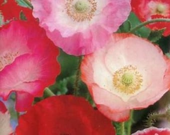 Mixed Colorful Poppy Seeds – 5000 Seeds with Growing Instructions