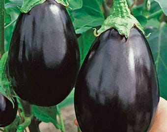 Black Beauty Eggplant Seeds - 150 Aubergine Vegetable Seeds