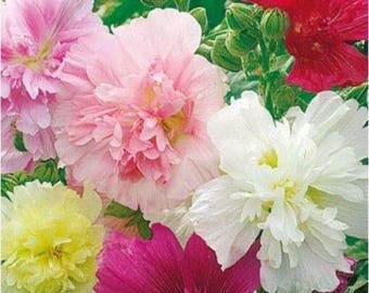 Hollyhock Majorette Mixed Seeds 75 Dwarf Double Hollyhocks - Cottage Garden - Hardy
