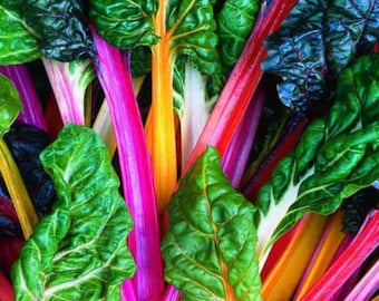 Rainbow Chard ‘Bright Lights’ Seeds – Colourful Leafy Greens – Easy to Grow – Alexandra Seeds