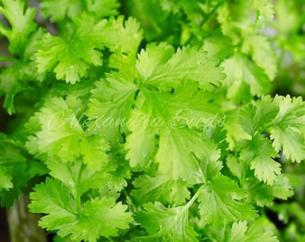 Coriander/Cilantro Seeds - 230 Herb Seeds for Germination
