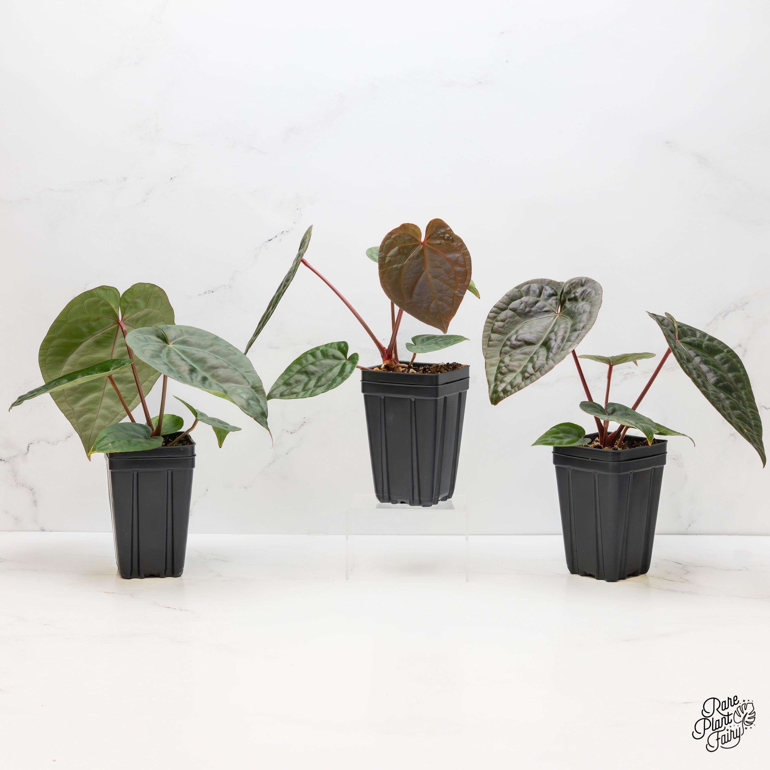 Anthurium Zara X Anthurium Michelle - Etsy