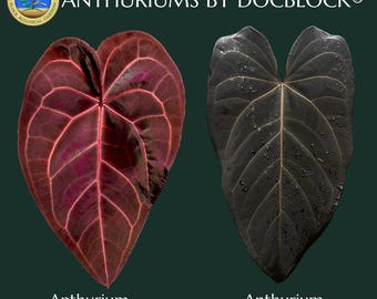 Anthurium Red Velvet Cake '24' x Dark and Handsome '9' by DocBlock® *Grower's choice*