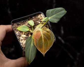 May include: A small potted plant with large, heart-shaped leaves. The leaves display a mix of green, brown, and reddish-orange hues. The plant is in a square black pot filled with soil and small pebbles. The background is a dark, glossy surface.