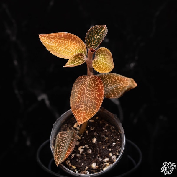 Anoectochilus roxburghii hayata 'Hong Sia' jewel orchid *Grower's Choice*