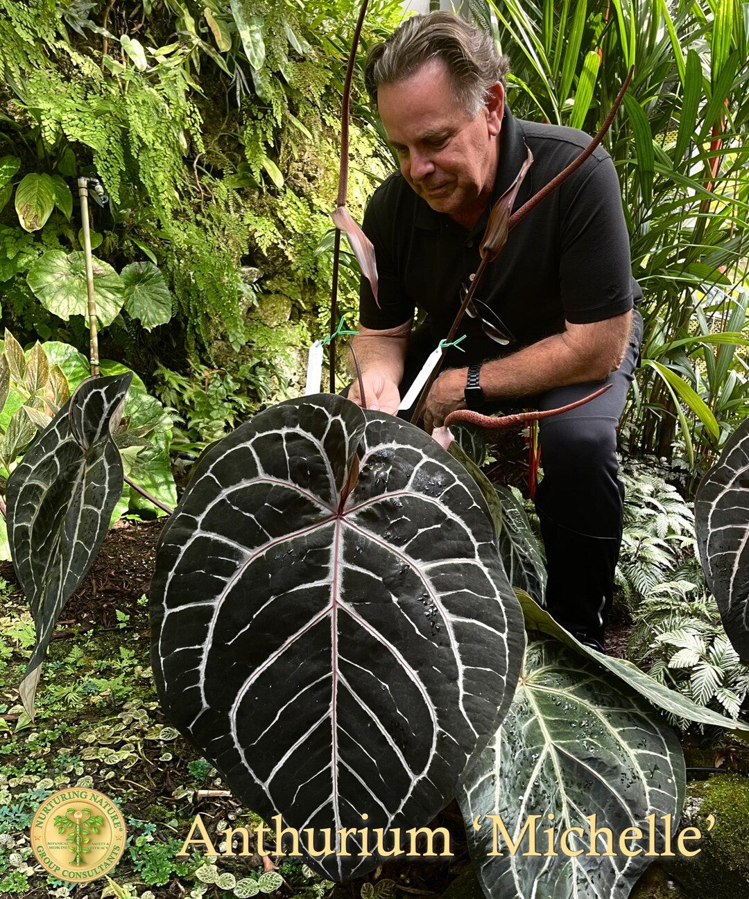 Anthurium 'michelle' by Docblock® *grower's Choice* - Etsy