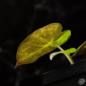 Alocasia 'Uhinkii' variegated (previously Alocasia wentii) *Grower's Choice* Bild 4