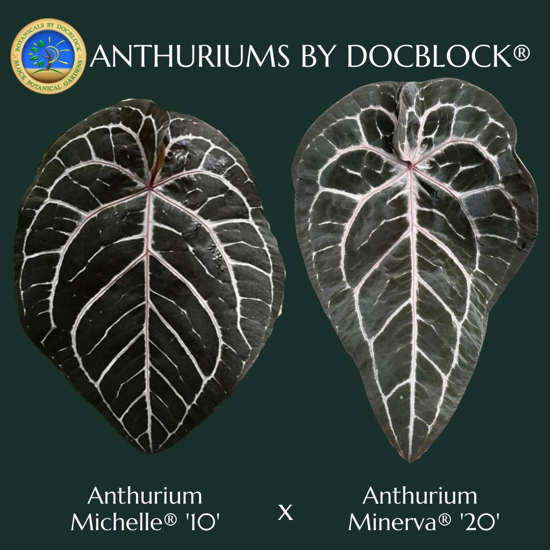 Anthurium Michelle '10' X Minerva '20' by Docblock® *grower's