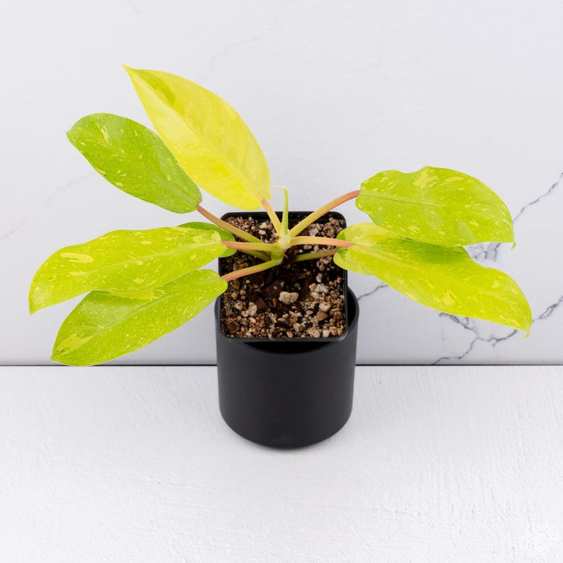 Philodendron Golden Goddess