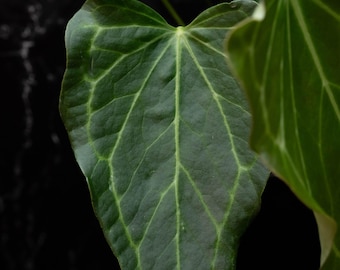 Anthurium 'Delta Force' *Grower's Choice*