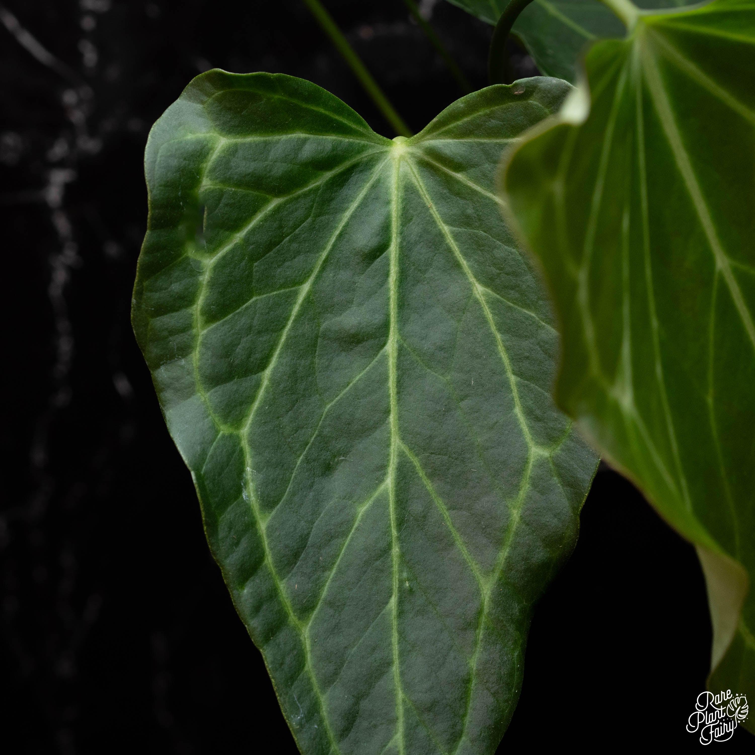 Anthurium 'delta Force' *grower's Choice* - Etsy