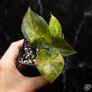 Alocasia 'Uhinkii' variegated (previously Alocasia wentii) *Grower's Choice* Bild 2