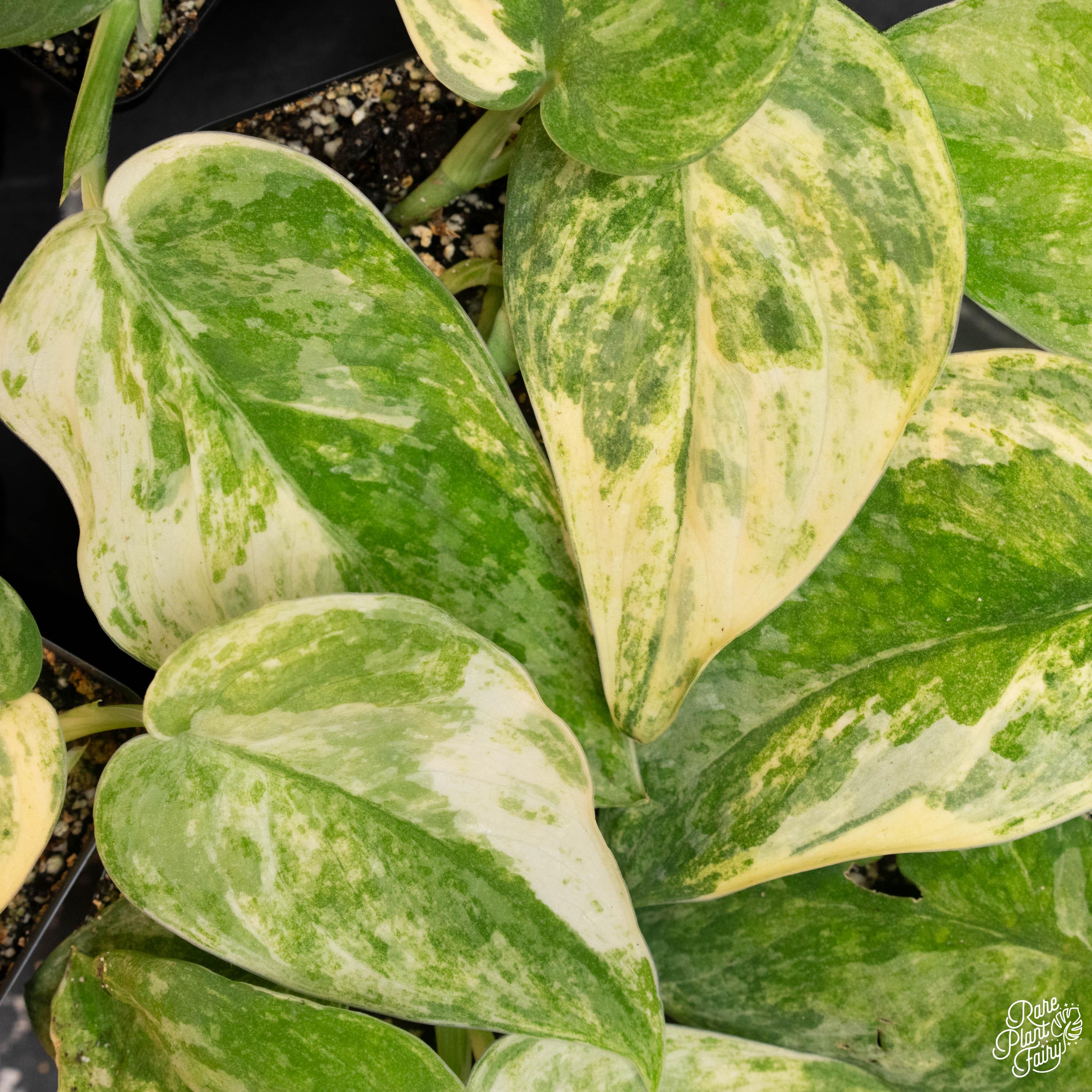 Scindapsus Variated Scindapsus Pictus 'mangurai' Variegated *growers Choice* - Etsy