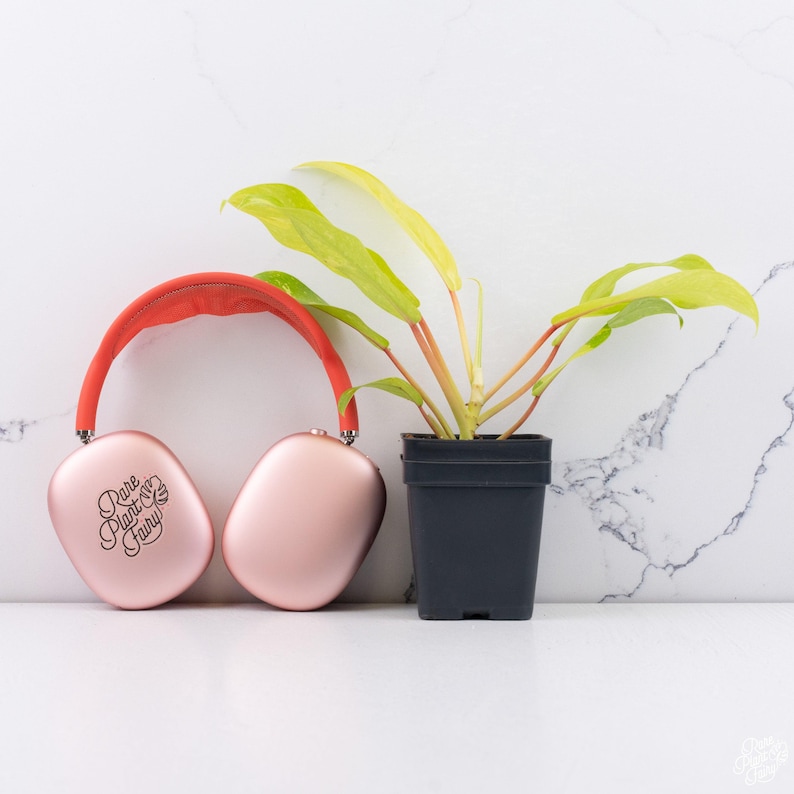 Philodendron Golden Goddess - Thumbnail 4