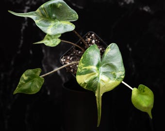 Alocasia macrorrhiza 'Stingray' variegated *Grower's Choice*
