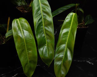 Philodendron Patriciae *Grower&#39;s Choice*