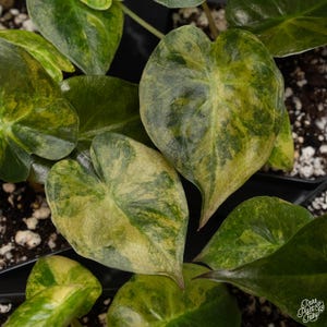 Alocasia 'Uhinkii' variegated (previously Alocasia wentii) *Grower's Choice* Bild 1