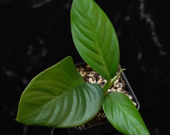 Rhaphidophora foraminifera *Grower&#39;s choice*