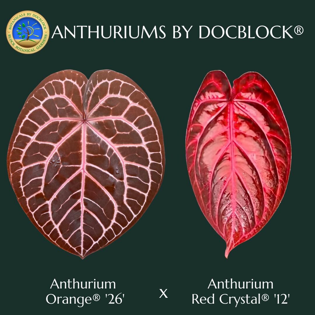 Anthurium Orange '26' x DocBlock Red Crystal '12' by DocBlock *Grower's choice*