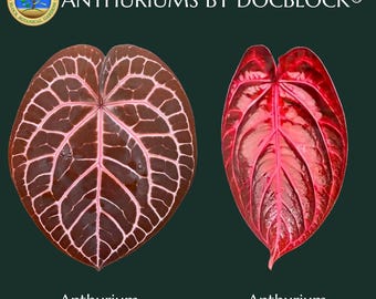 Anthurium Orange '26' x DocBlock Red Crystal '12' by DocBlock® *Grower's choice*