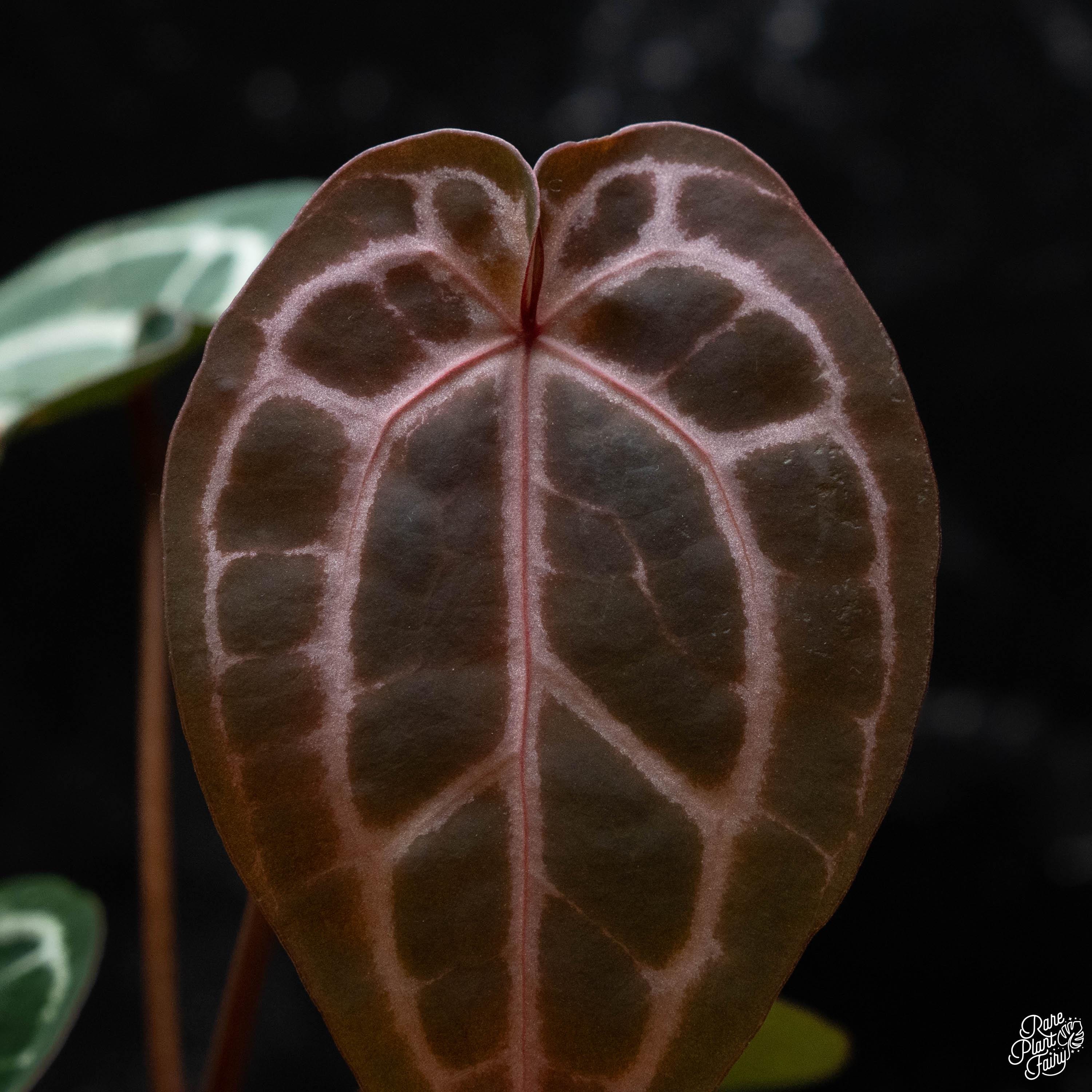 Anthurium Michelle '10' X Minerva '20' by Docblock® *grower's