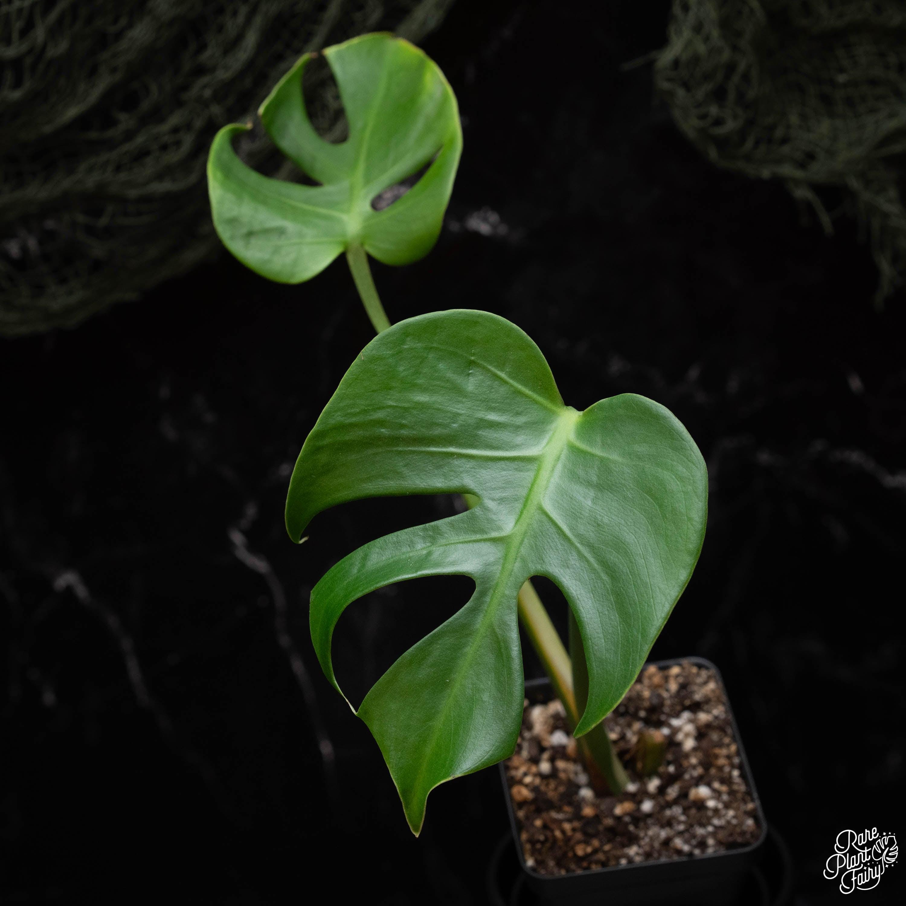 Monstera Deliciosa Compacta - Etsy