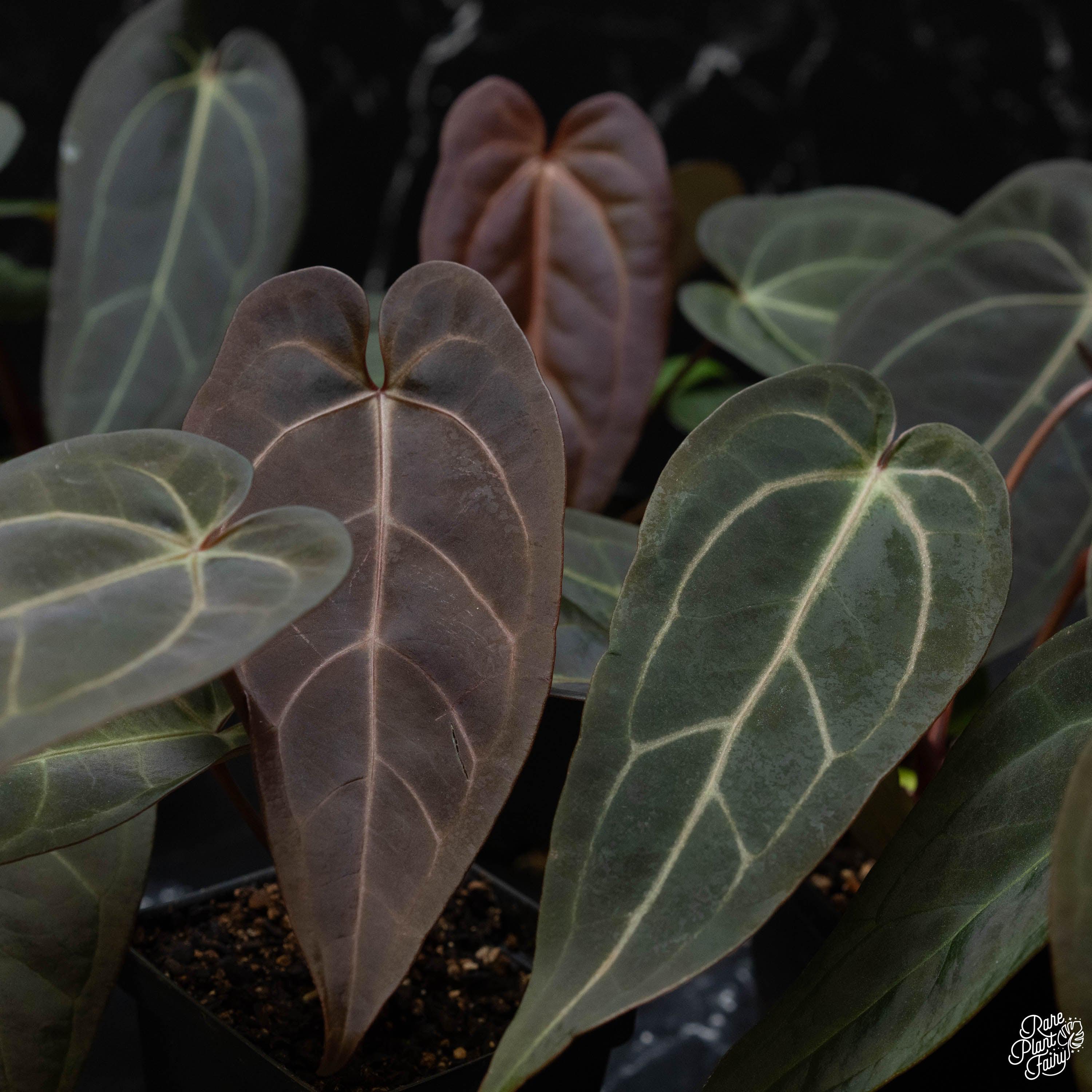 Anthurium Red Velvet Cake '24' x Dark and Handsome '9' by DocBlock