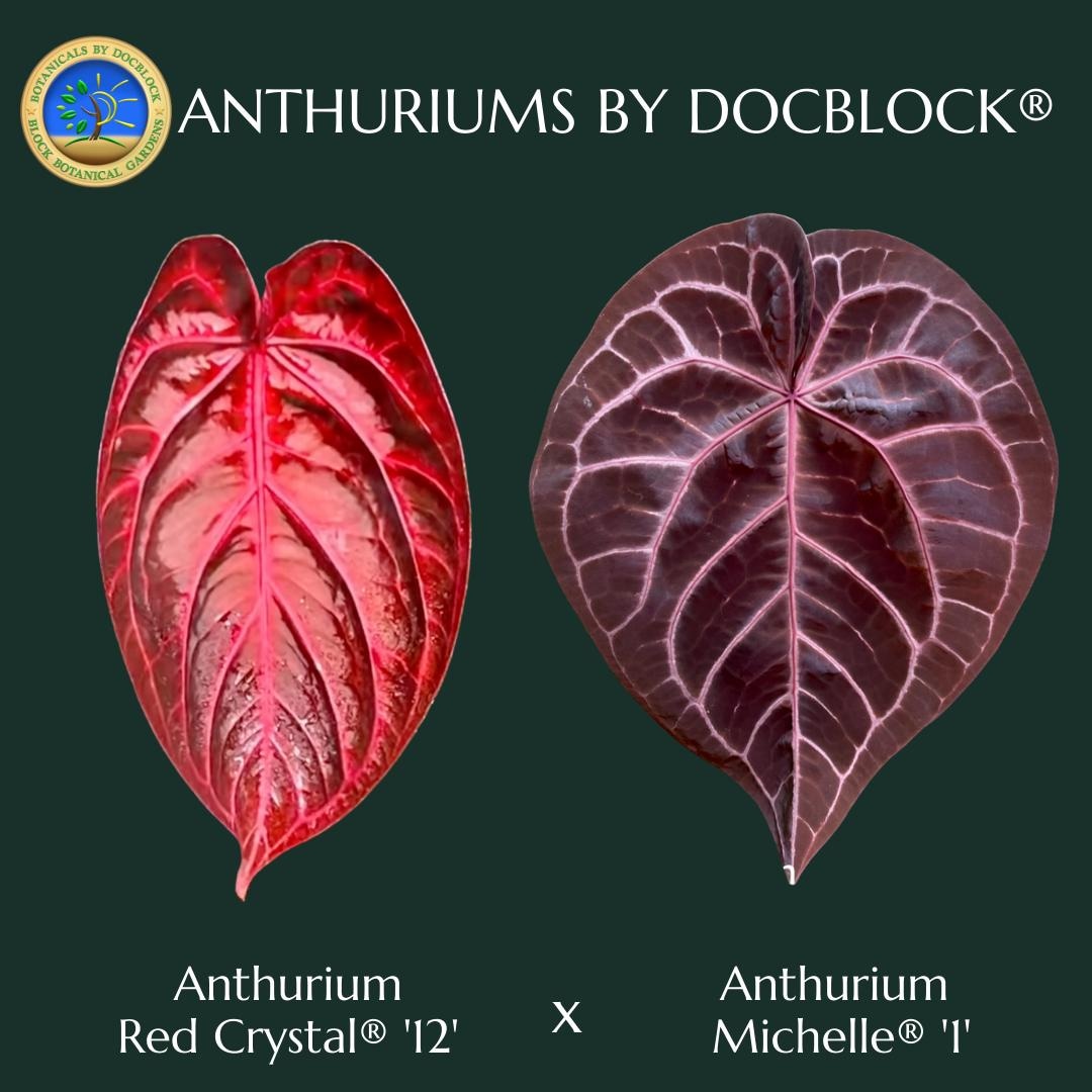 Anthurium Red Crystal '12' X Michelle '1' by Docblock® *grower's