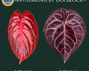 Anthurium Red Crystal '12' x  Michelle '1' by DocBlock® *Grower's choice*