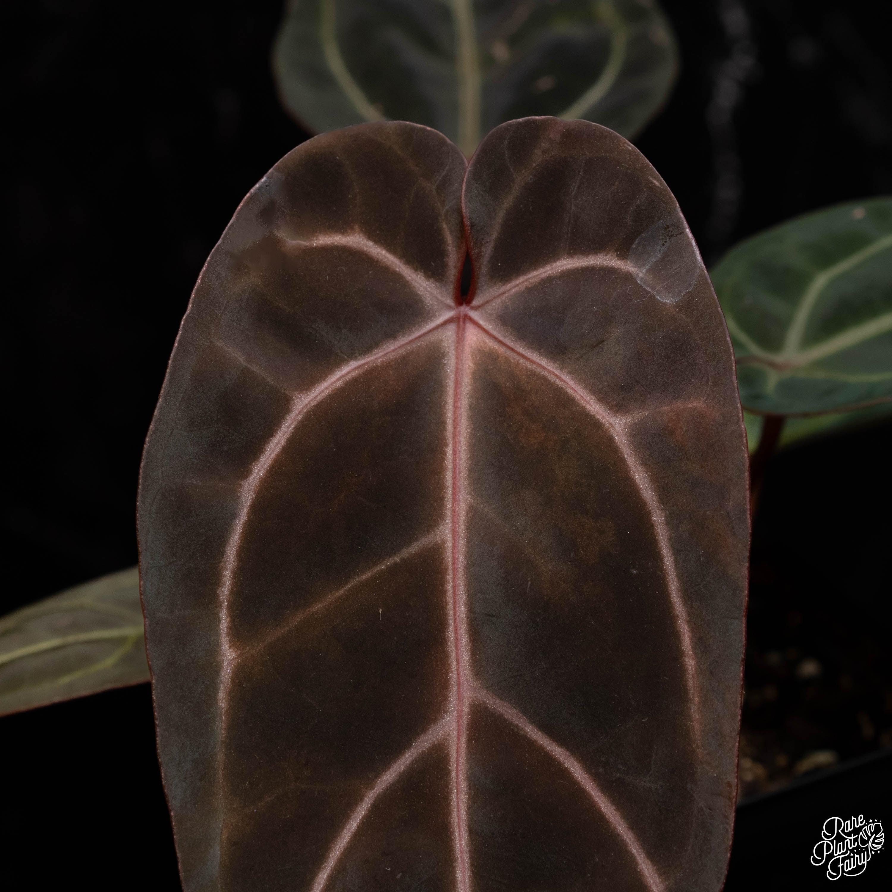 K*C様 アンスリウム　Dark&Handsome × Red Velvet C _ 『 Anthurium Dark＆Handsome'9' X Red Velvet Cake'24' by