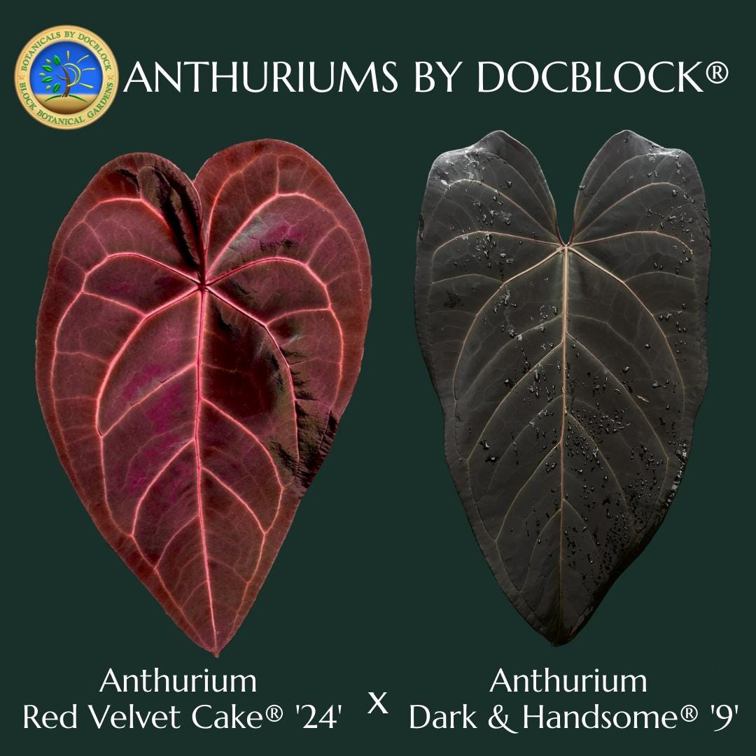 Anthurium Red Velvet Cake '24' x Dark and Handsome '9' by DocBlock