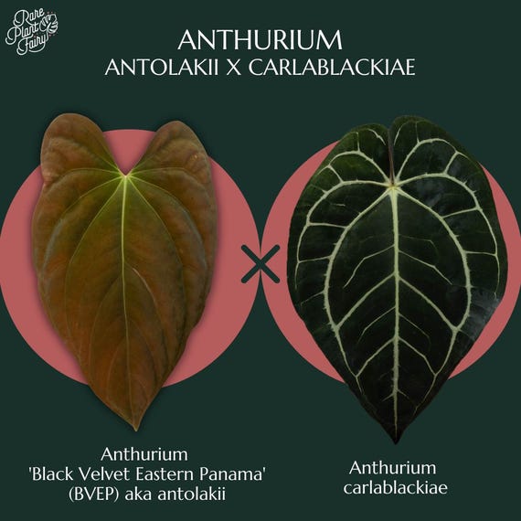 Anthurium Antolakii (previously Bvep) X Carlablackiae *grower's