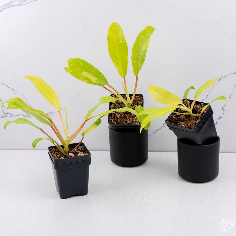 Philodendron Golden Goddess - Thumbnail 3