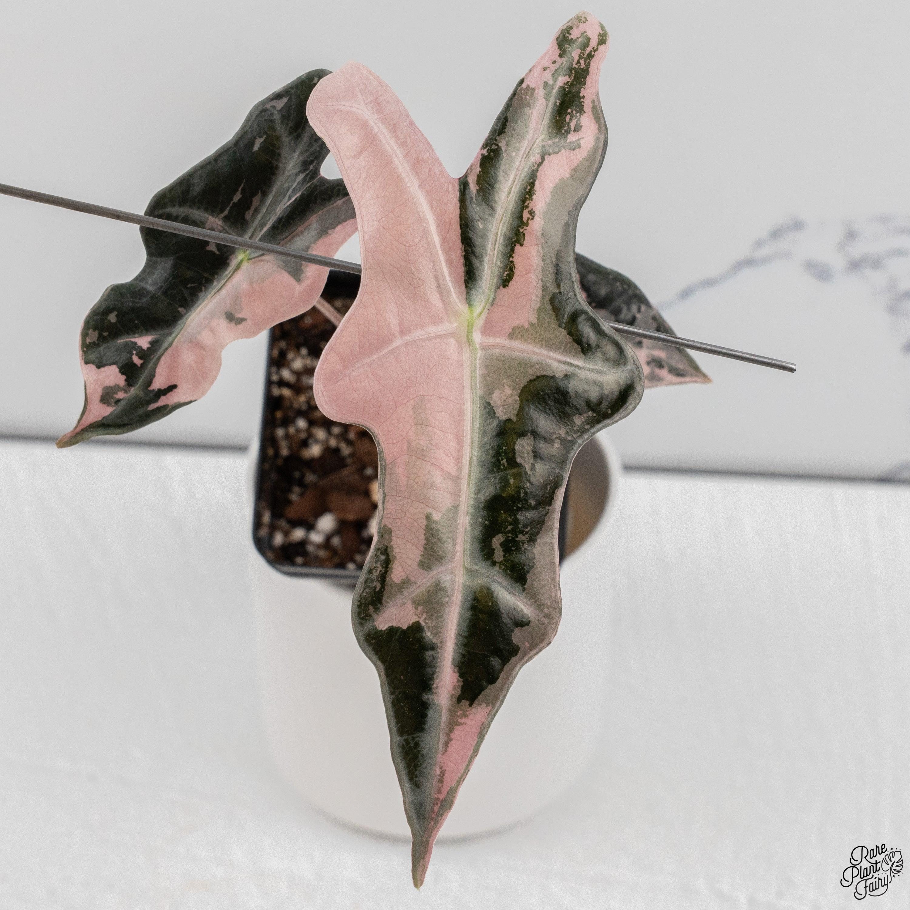 Alocasia Nobilis Variegated - Etsy