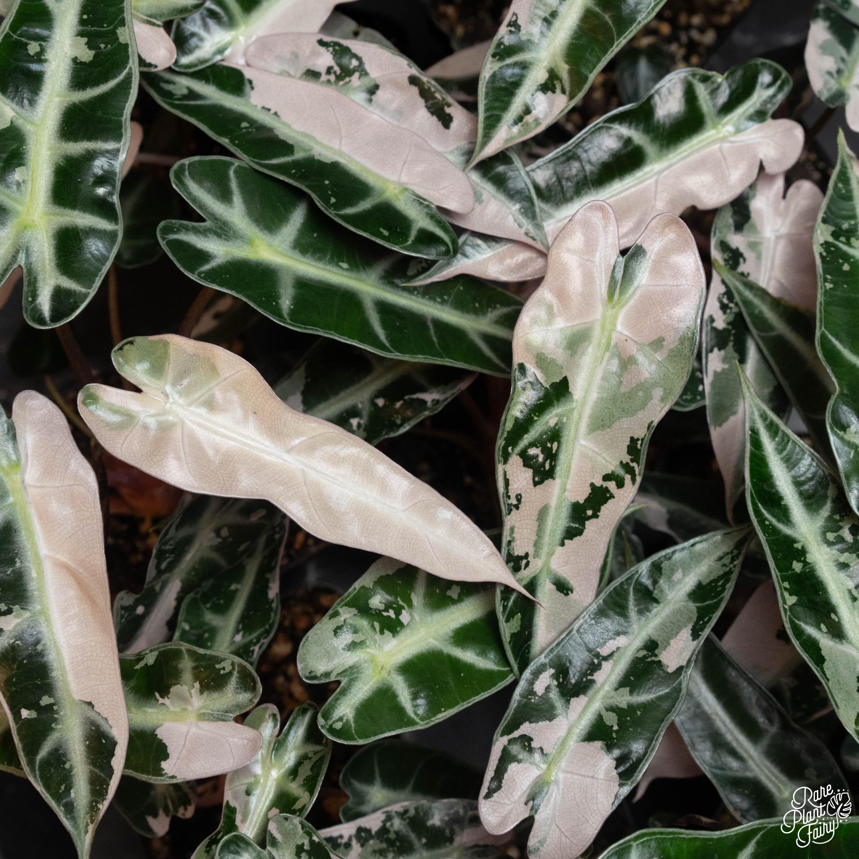 その他観葉植物 Bambino white var No6 Bambino Pink No8 Alocasia Bambino Albo Pink Variegated Starter Plant Well